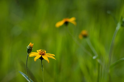 Close-up of yellow flowering plant