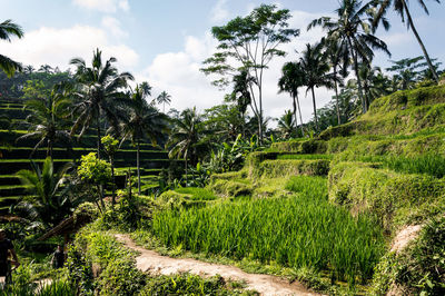 Plants growing on field against sky