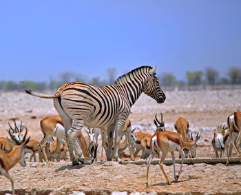 Gazelles and zebra at etosha national park