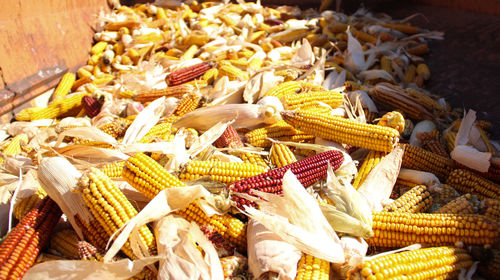 High angle view of corns for sale at market