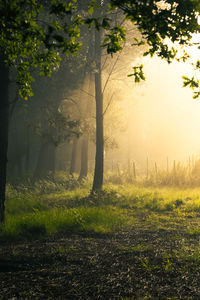 tree