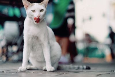 Close-up portrait of cat