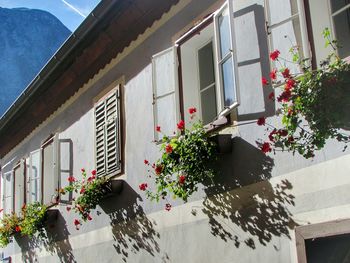 Low angle view of potted plants on balcony