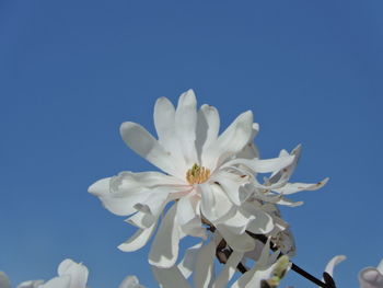 Low angle view of white flowering against clear sky