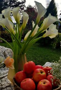 Close-up of red tulips