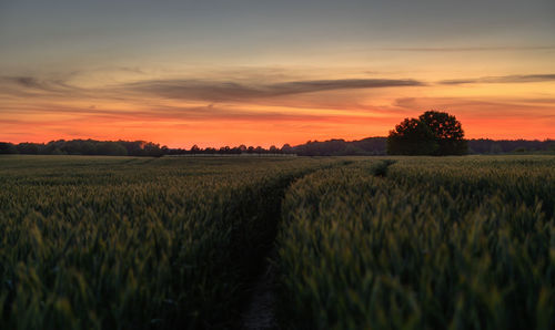 Scenic view of agricultural field against sky during sunset