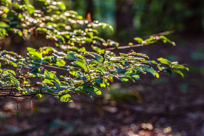 Close-up of fresh green leaves on field