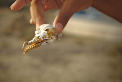 Cropped hand holding animal skull