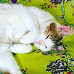 Close-up of cat sleeping