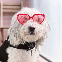 Close-up of dog wearing hat