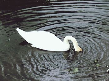 High angle view of swan swimming in lake