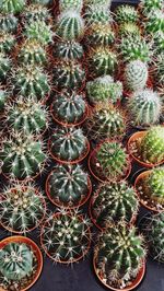High angle view of cactus plants