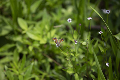 Close-up of butterfly pollinating on flower