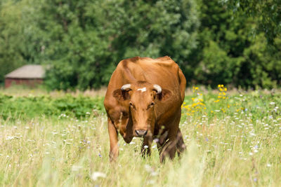 Cow in a field