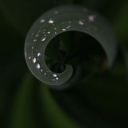 Close-up of raindrops on spiral leaf