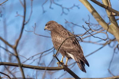 Low angle view of bird perching on tree