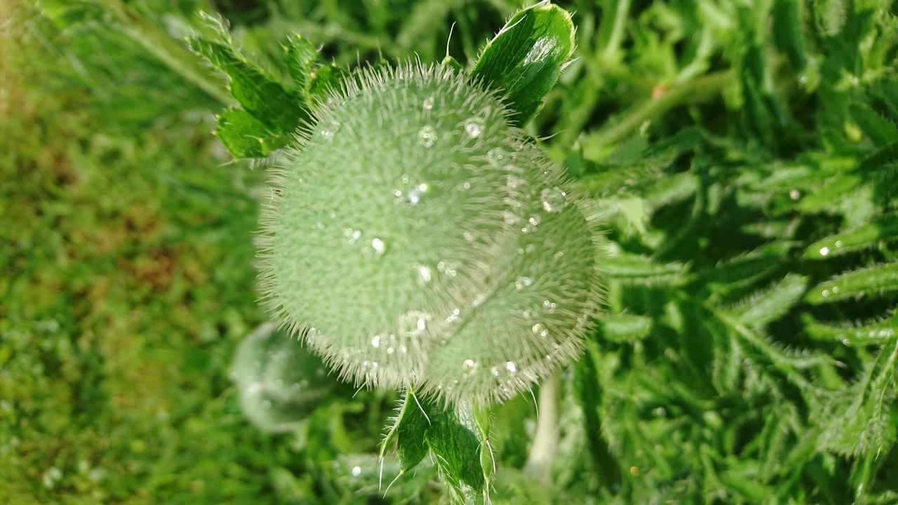 Türkischer Mohn