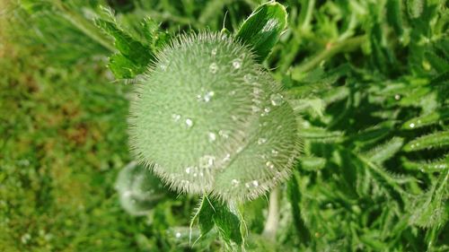 Close-up of fresh green plant