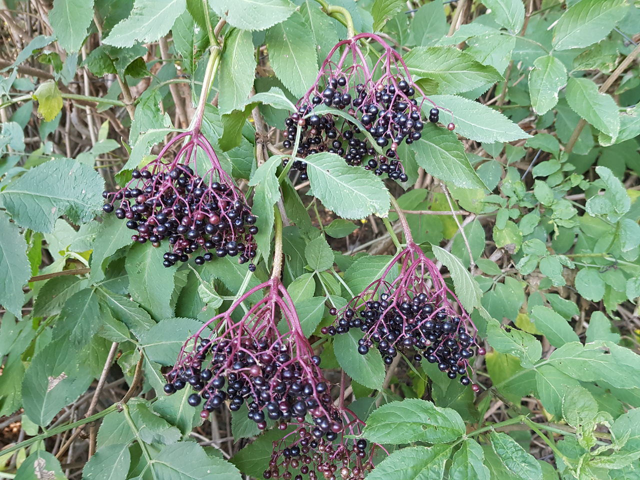 CLOSE-UP OF PURPLE FLOWERING PLANTS