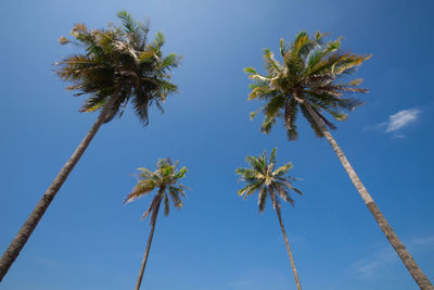 Low angle view of coconut palm tree against blue sky