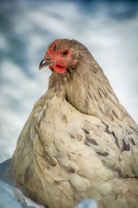 Close-up of a bird