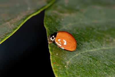 Close-up of insect on leaf