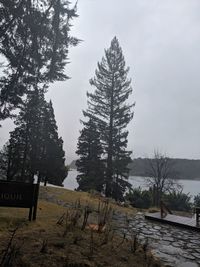 Pine trees in forest against sky during winter