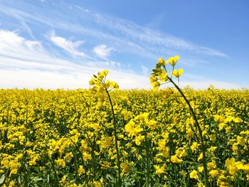 Scenic view of oilseed rape field against sky