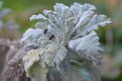 Close-up of green leaves