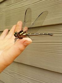 Close-up of insect perching on hand