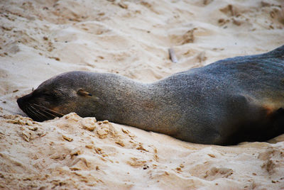 High angle view of elephant seal on sand