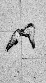 High angle view of bird flying over wall