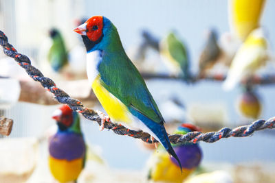 bird