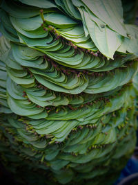 Full frame shot of fresh green leaves