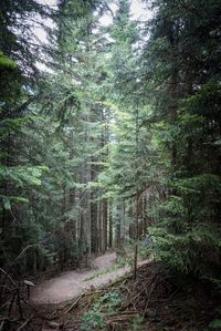 Low angle view of bamboo trees in forest