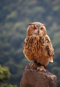 Close-up portrait of owl perching outdoors