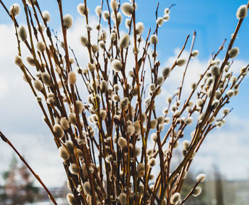 Low angle view of catkins against blue sky