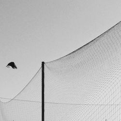 Low angle view of bird flying against clear sky