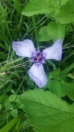 Close-up of purple flowering plants