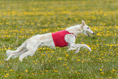 Borzoi dog in red shirt running and chasing lure in the field on coursing competition