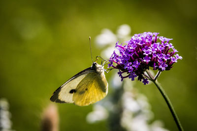 Close-up of butterfly perching on flower