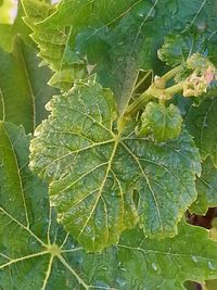 Close-up of leaves