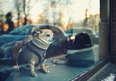 Close-up of dog sitting on car