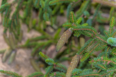 Close-up of fern