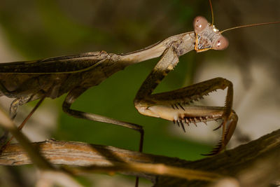 Close-up of insect