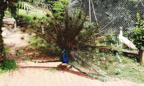 Peacock on tree