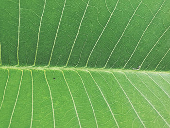 Close-up of green leaves