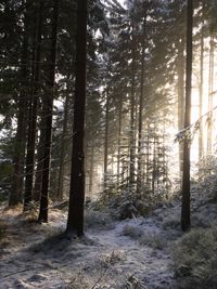 Trees in forest