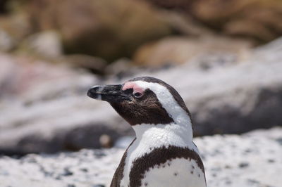 Close-up of penguin