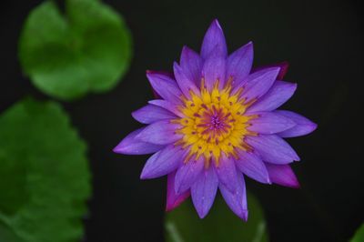 Close-up of purple flower against black background